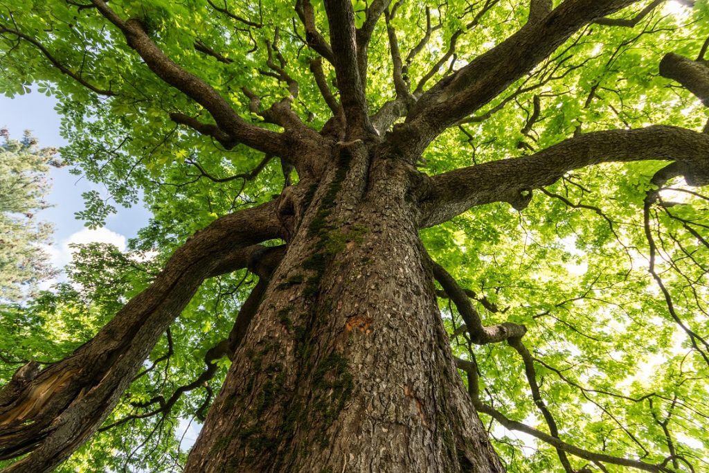 Feltre, giovedì 21 un albero per ogni nato nel 2019