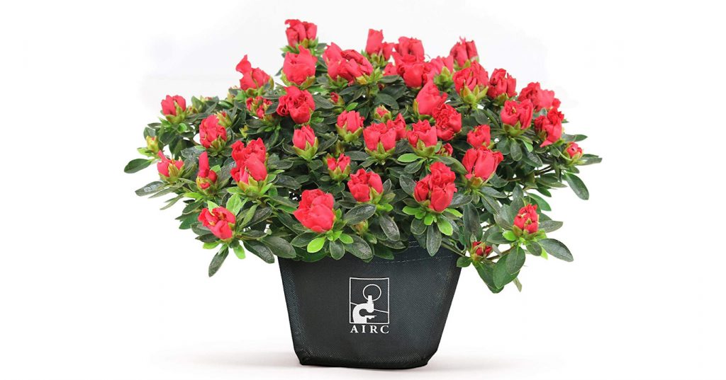 Per La Festa Della Mamma C E L Azalea Della Ricerca Contro I Tumori Delle Donne